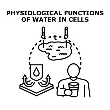 Physiological functions of water in human body 库存插图