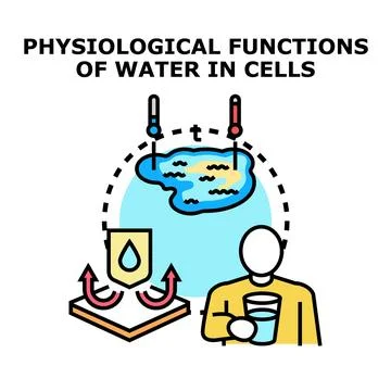 Physiological functions of water in human body 库存插图