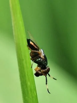 Physiphora alceae Stock Photos