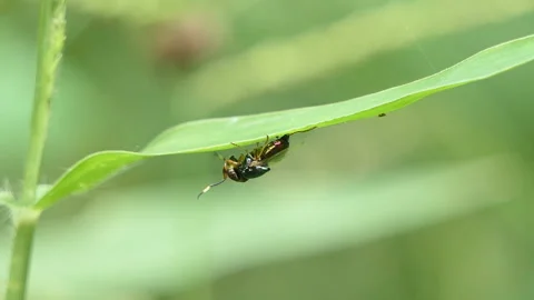 Physiphora fly on green leaf in backyard. Stock-Footage 290744910