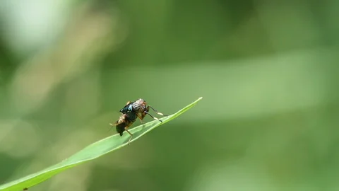 Physiphora fly on green leaf in backyard. Stock-Footage 290762994