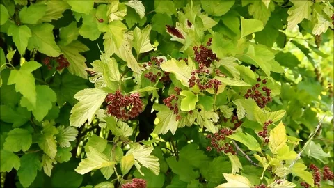 Physocarpus opulifolius, ninebark or Atlantic ninebark with fruits, closeup Stock Footage 77861681