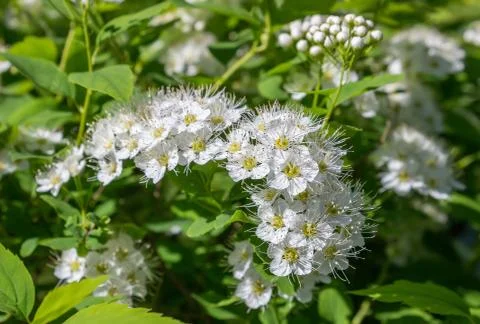 Physocarpus opulifolius Stock Photos