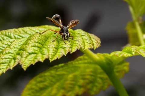 Physocephala rufipes Stock Photos