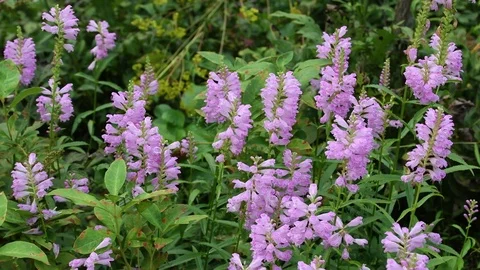 Physostegia flowers Stock Footage 83374041