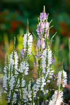 Physostegia plant. Long inflorescences of a physostegia with flowers Stock Photos