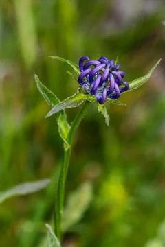 A Phyteuma hemisphaericum Fotos Stock