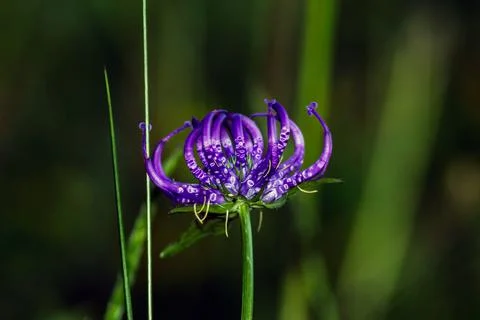 A Phyteuma hemisphaericum Stock Photos