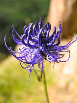 Phyteuma orbiculare Stock Photos