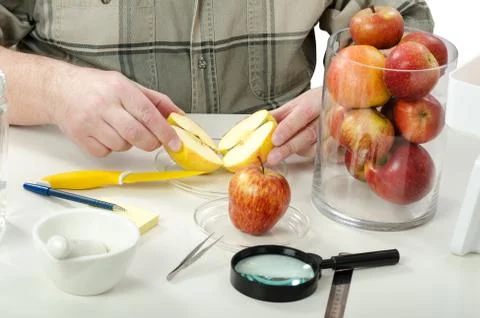 Phytocontrol expert cut an apple in half Фото