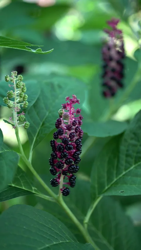 Phytolacca americana featuring clusters of ripe black berries on vivid pink stem Stock-Footage 342084664