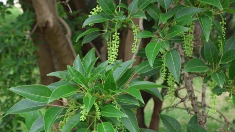 Phytolacca dioica 001 Stock Footage 309826114