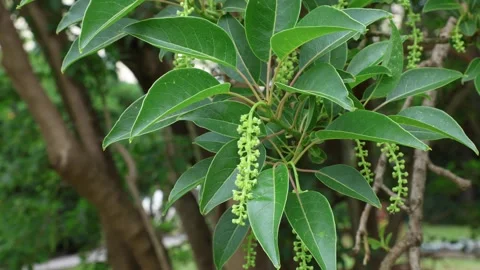 Phytolacca dioica 002 Stock Footage 309826107