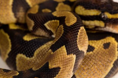 Phyton Regius snake. Stock Photos