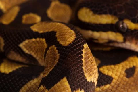 Phyton Regius snake. Stock Photos