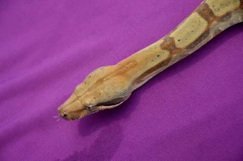 Phyton snake 写真素材
