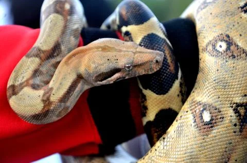 Phyton snake Stock Photos