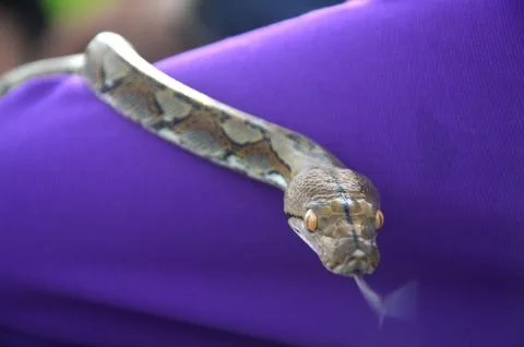 Phyton snake 写真素材