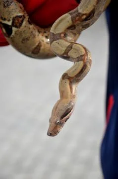 Phyton snake Stock Photos