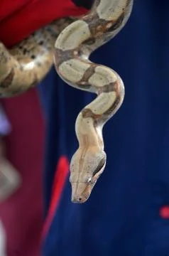 Phyton snake Photos
