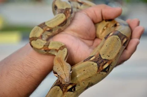 Phyton snake Stock Photos