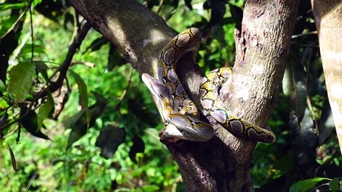 Phyton snake on the tree. Video stock 89114498