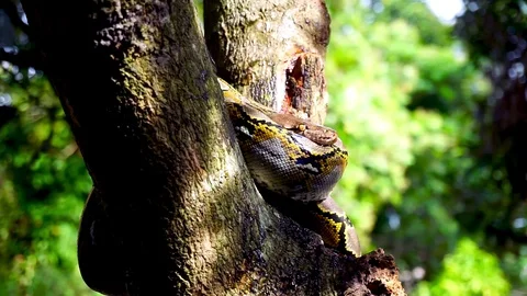 Phyton snake on the tree. Stock Footage 89114633