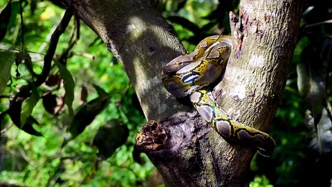 Phyton snake on the tree. Stock Footage 89114845