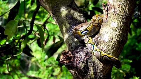 Phyton snake on the tree. Stock-Footage 89115919