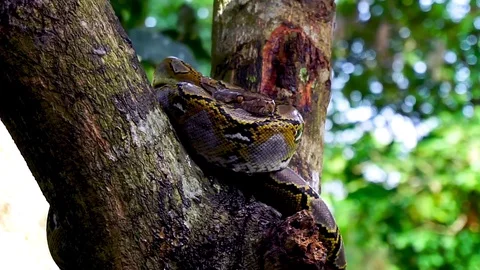 Phyton snake on the tree. Stock Footage 89116252