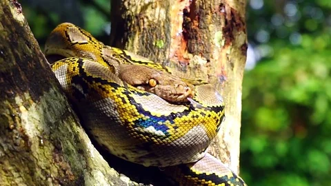 Phyton snake on the tree. Video stock 89425571