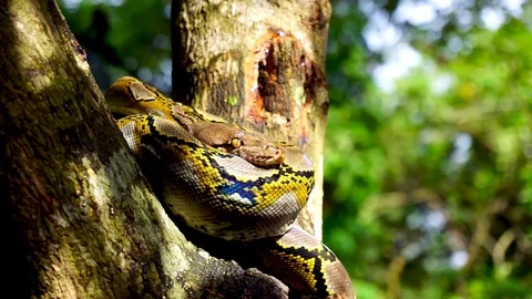 Phyton snake on the tree. Stock Footage 89426404