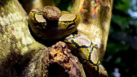 Phyton snake on the tree. Stock Footage 89436057