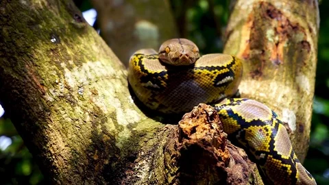 Phyton snake on the tree. Stock Footage 89439027