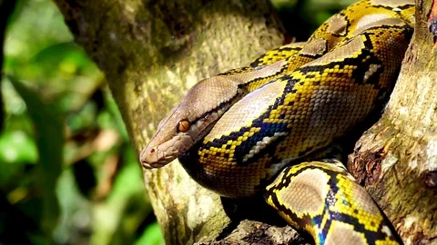 Phyton snake on the tree. Stock Footage 89440143