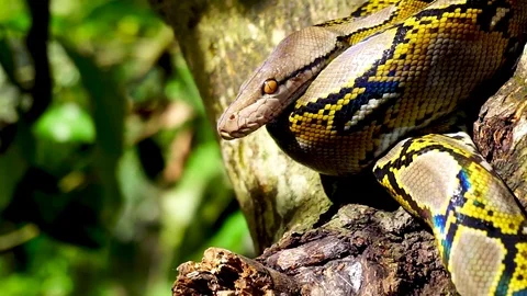Phyton snake on the tree. Stock Footage 89440294