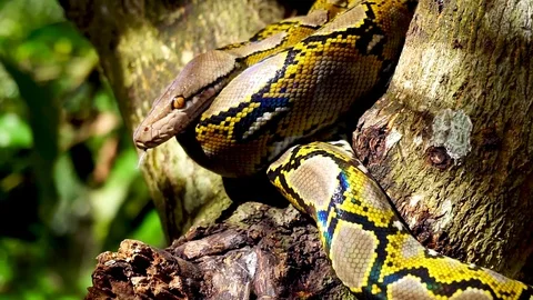 Phyton snake on the tree. Stock Footage 89440405