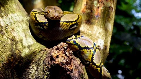 Phyton snake on the tree. Stock Footage 89443259