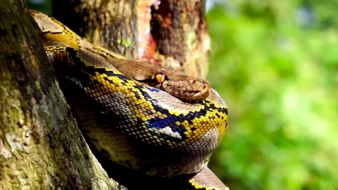 Phyton snake on the tree. Stock Footage 89444090