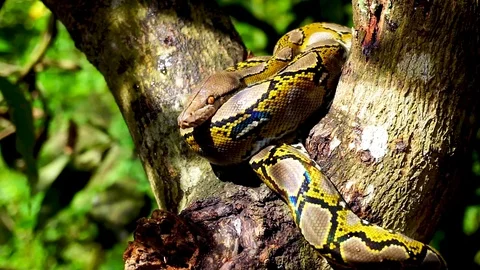 Phyton snake on the tree. Stock-Footage 89678768