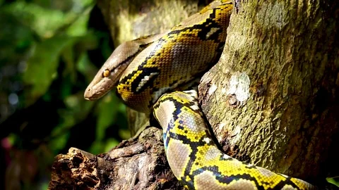 Phyton snake on the tree. Stock Footage 89678775