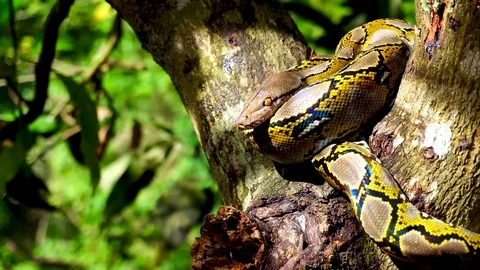 Phyton snake on the tree. Stock Footage 89678828