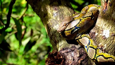 Phyton snake on the tree. Stock Footage 89678856