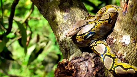 Phyton snake on the tree. Stock Footage 89678865