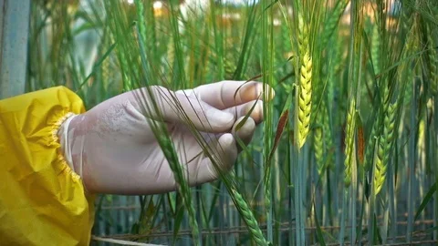 Phytopathologist Examines Barley Leaf Видео 83498880
