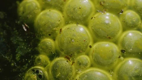 Phytoplankton Bloom green algae air bubbles macro close up background stock.. Stock Footage 309925484