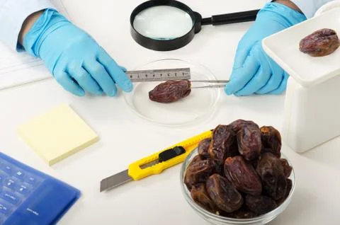 Phytosanitary engineer hands measuring a date 库存照片