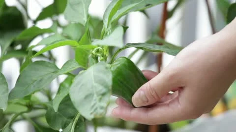 Pi-man Stock Footage 11314501