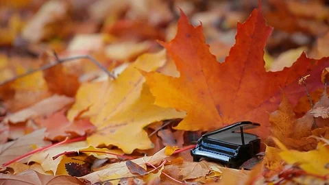 Piano autumn forest maple leaf background Stock Footage 117420795