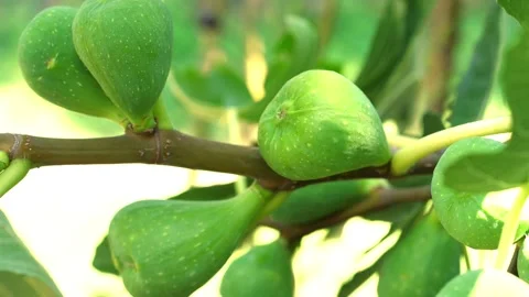 Pianta fichi 動画素材 135920775